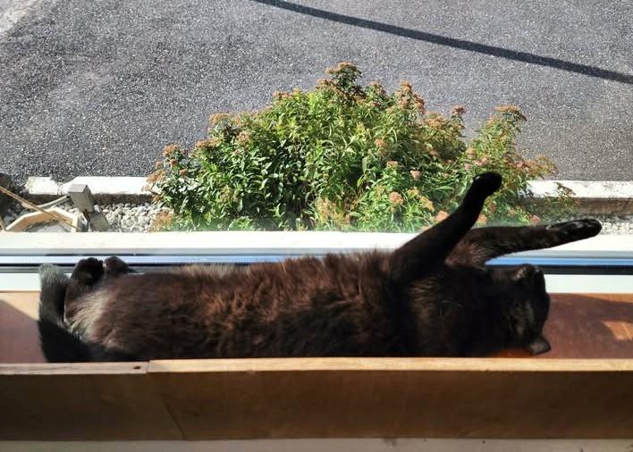 Enlarge Olivia, a Adopted Domestic Short Hair in Boiling Springs, PA image 3/5
