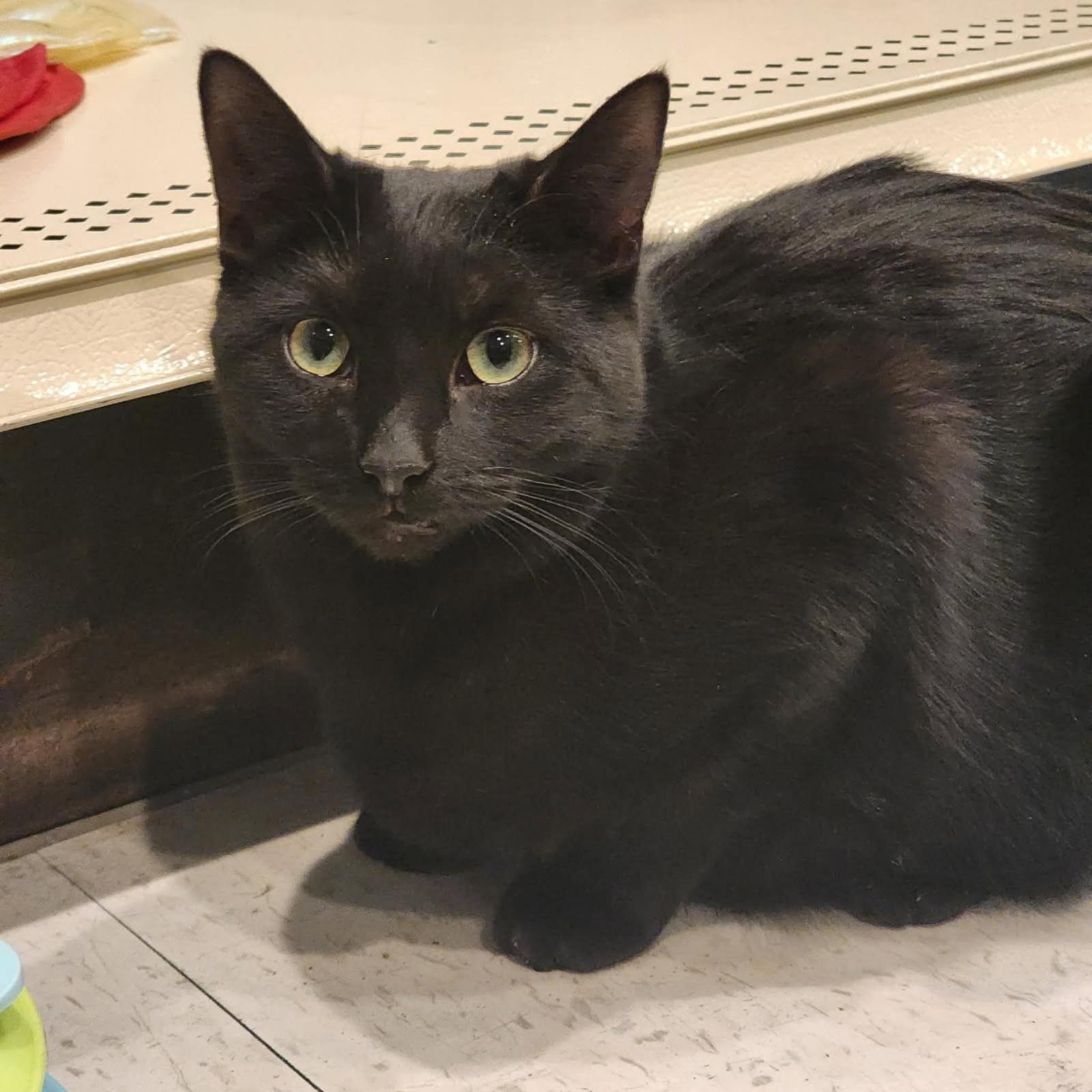 Enlarge Olivia, a Adopted Domestic Short Hair in Boiling Springs, PA image 1/5