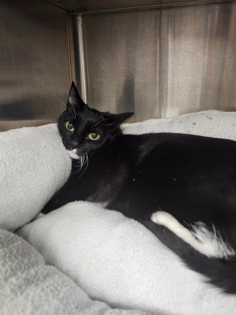 Dumpling, Adoptable, Young Female Domestic Short Hair.