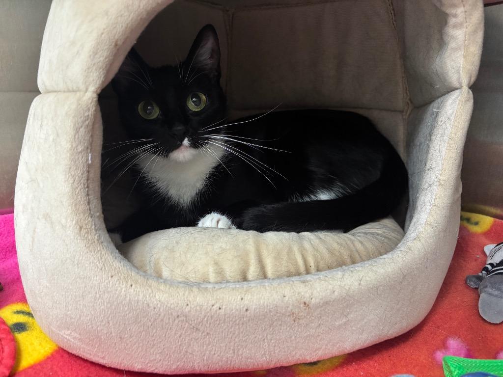 Enlarge Dumpling, a Adoptable mixed breed in Greeneville, TN image 2/2