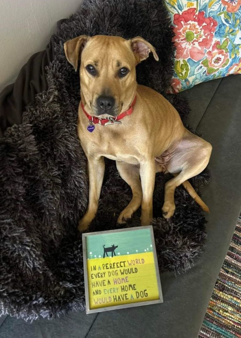 Savana, Adoptable, Young Female Black Mouth Cur.