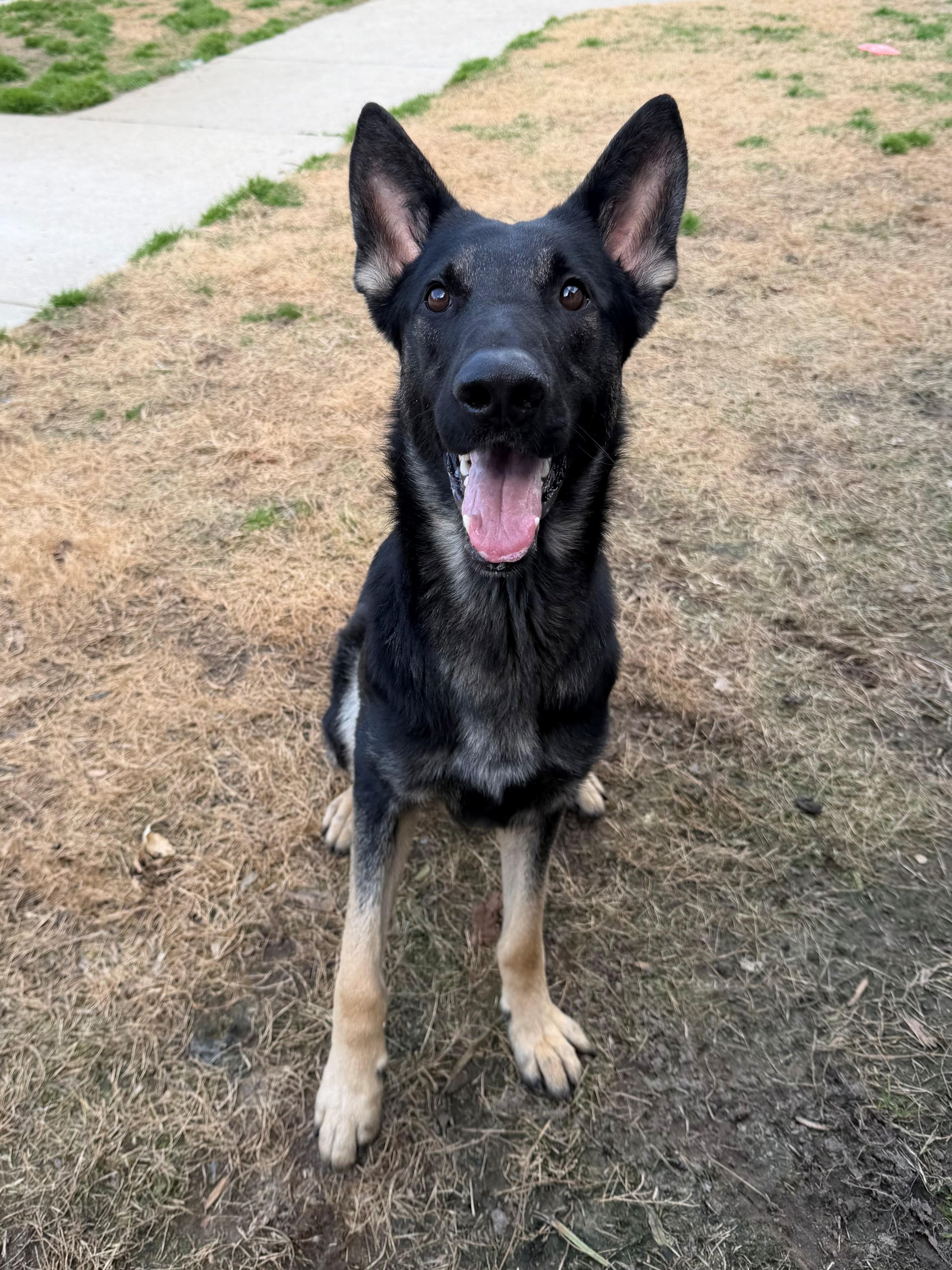 Shadow , adopted, Young Male German Shepherd Dog.