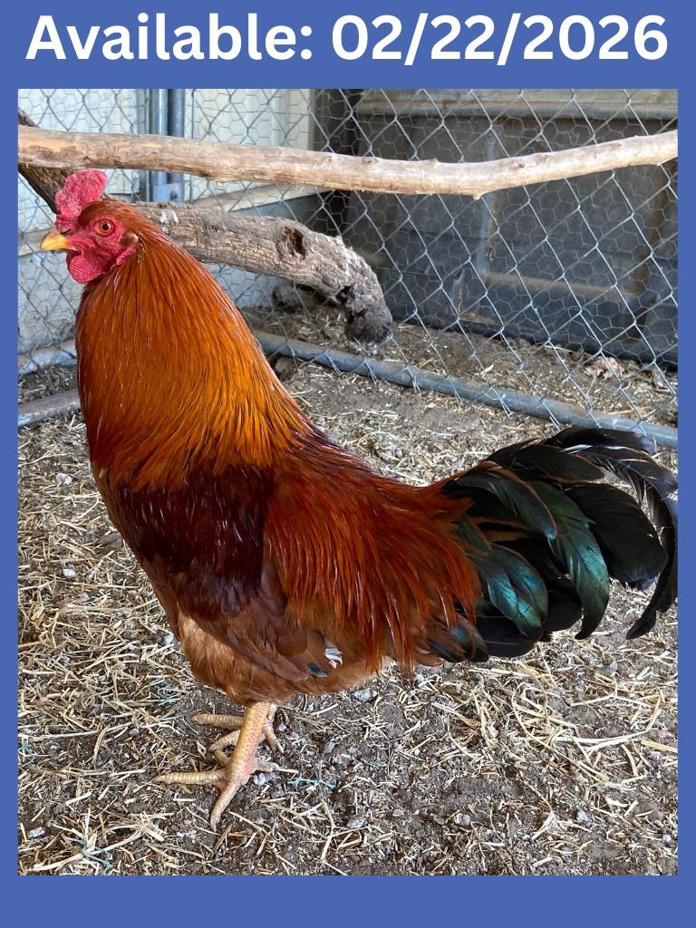 Rooster #3, Adoptable, Young Male Chicken.