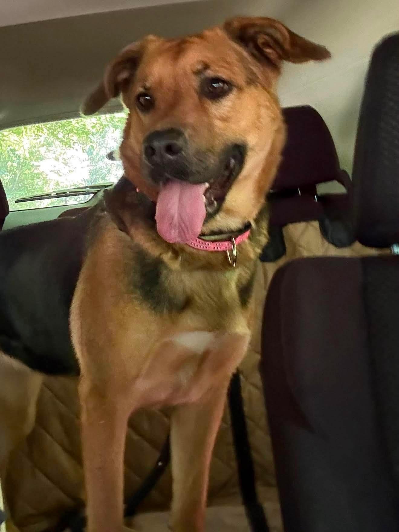 Rosie, a ADOPTABLE mixed breed in Salisbury, NC image 2/5