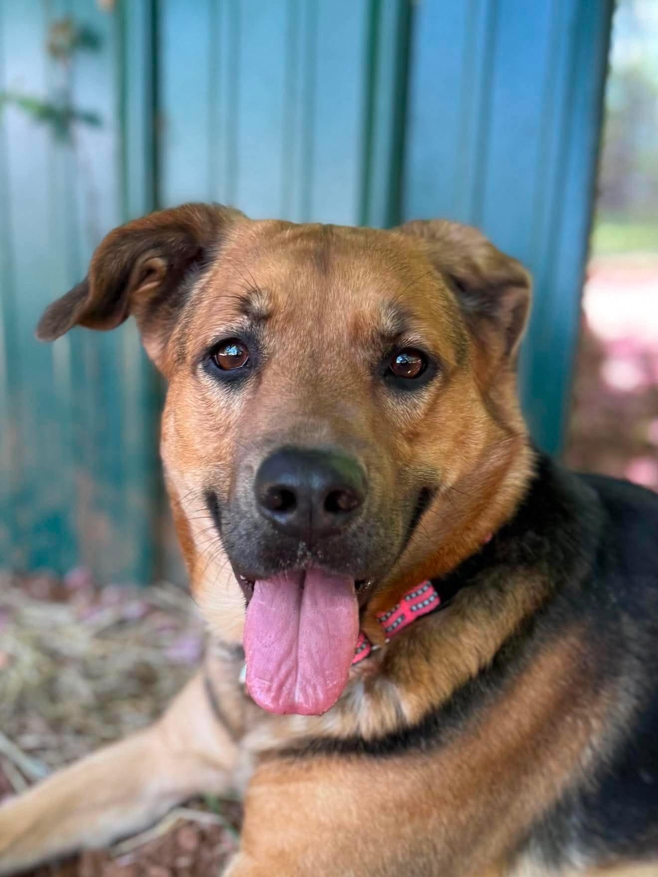 Rosie, a ADOPTABLE mixed breed in Salisbury, NC image 5/5