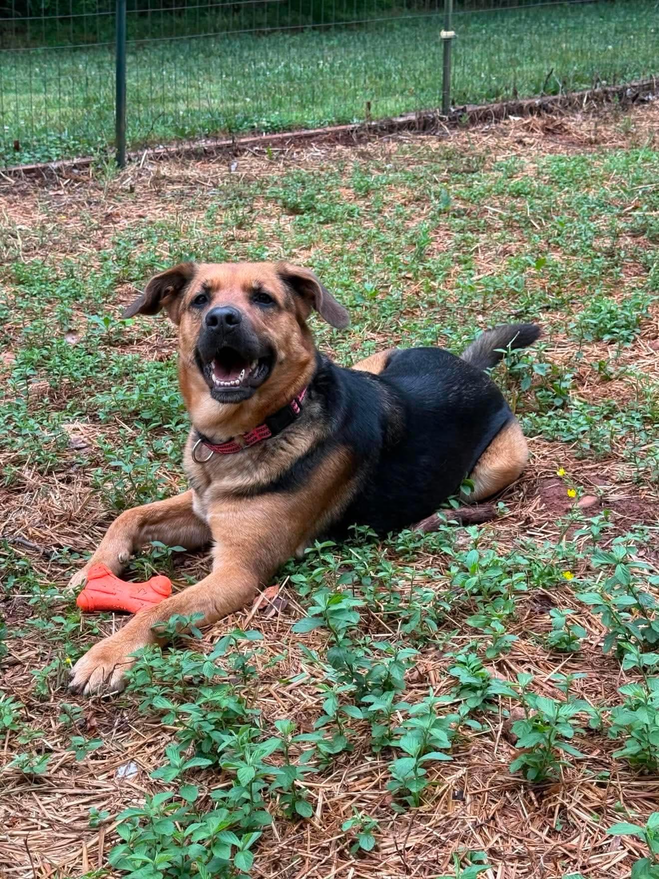 Rosie, a ADOPTABLE mixed breed in Salisbury, NC image 4/5