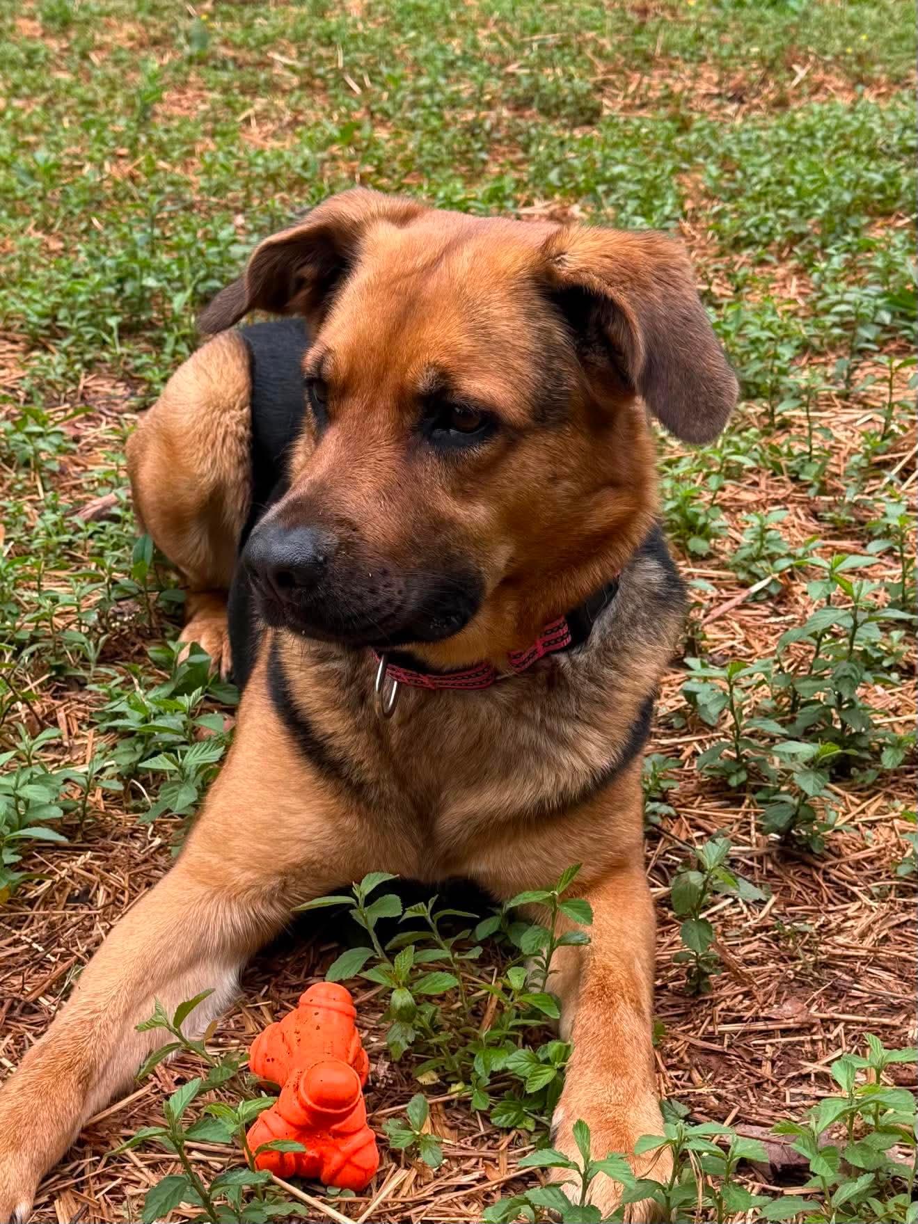 Rosie, ADOPTABLE, Young Female German Shepherd Dog.