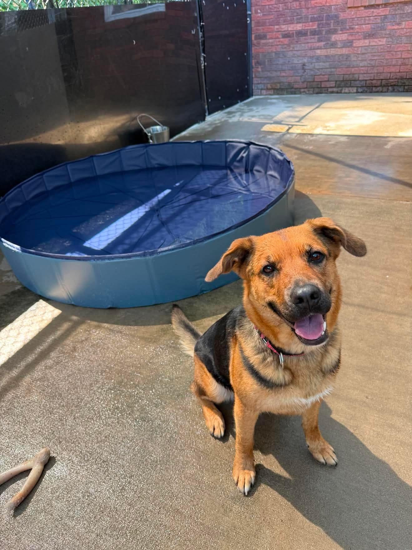 Rosie, a ADOPTABLE mixed breed in Salisbury, NC image 3/5