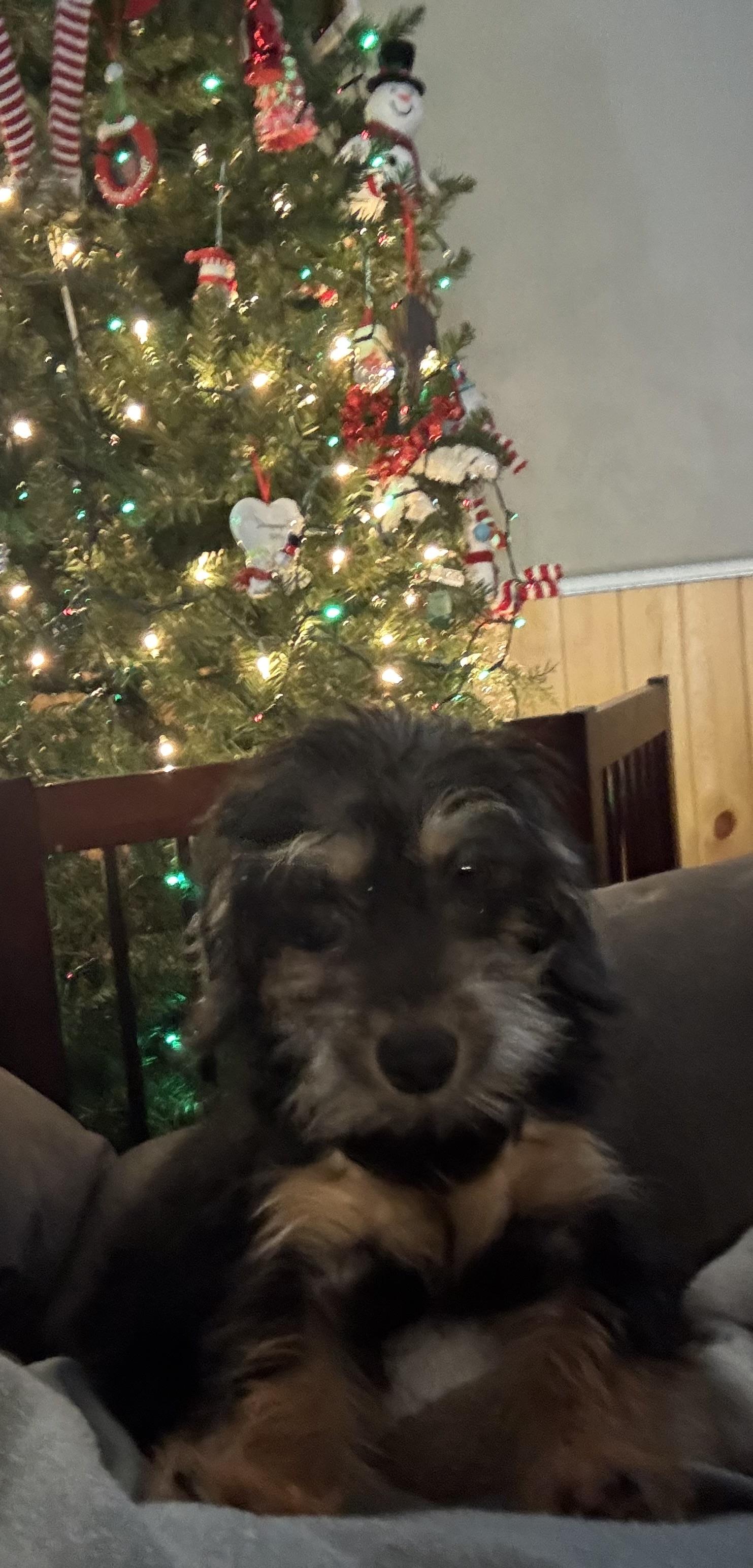 Raisin , adopted, Puppy Female Poodle & Dachshund.