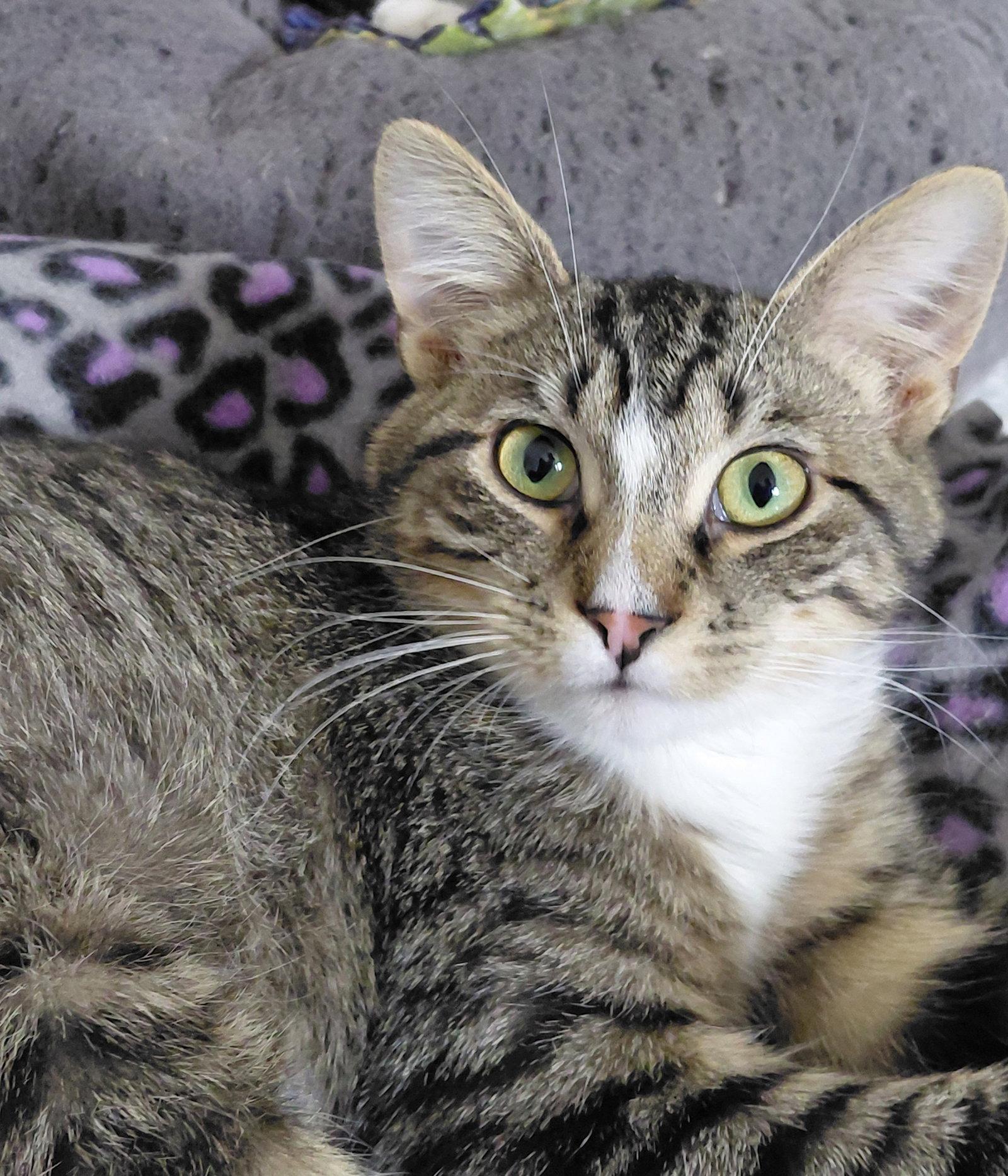 Enlarge Freddy, a Adoptable mixed breed in Montello, WI image 1/3