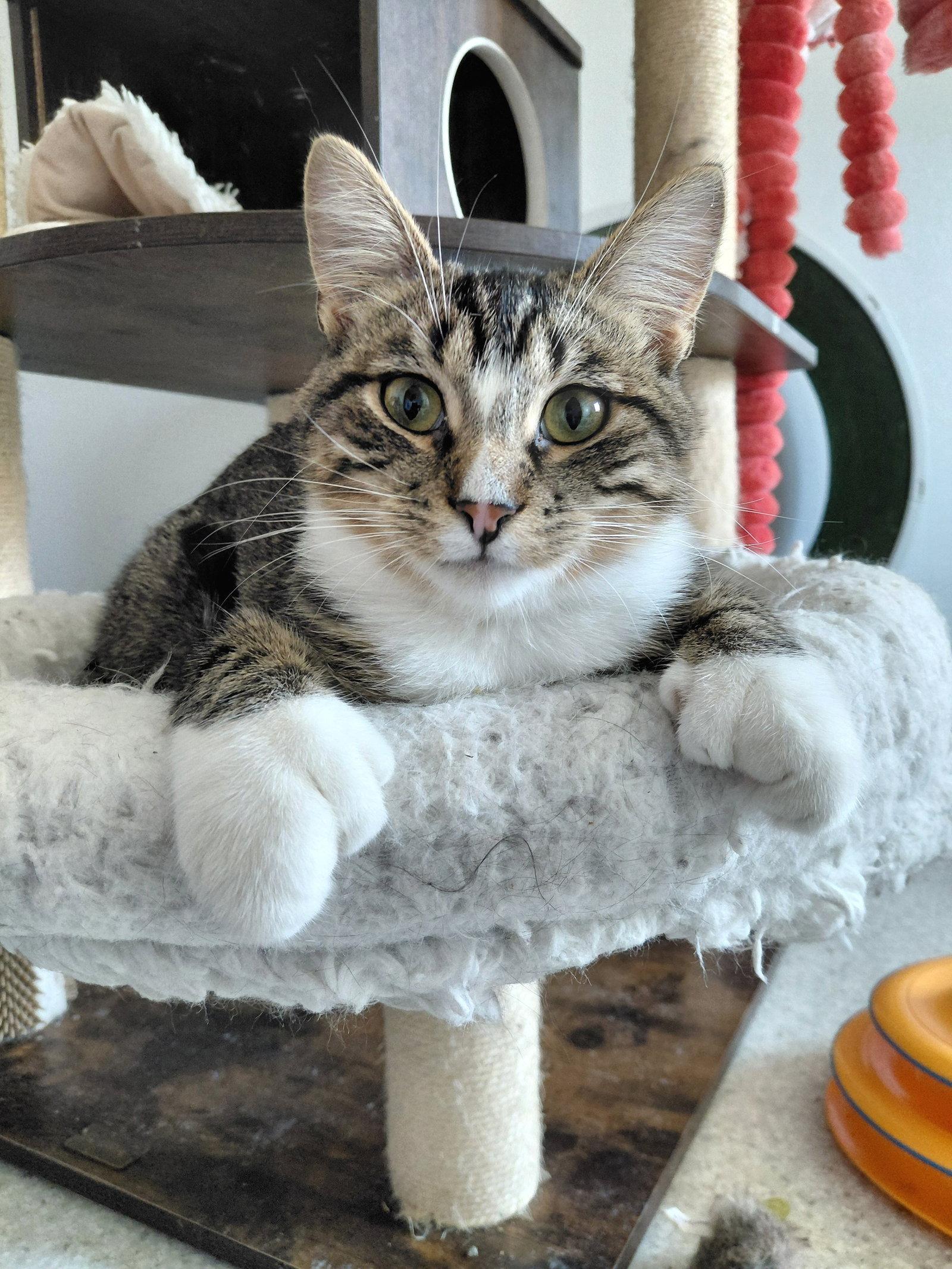 Freddy, Adoptable, Young Male Domestic Short Hair & Tabby.
