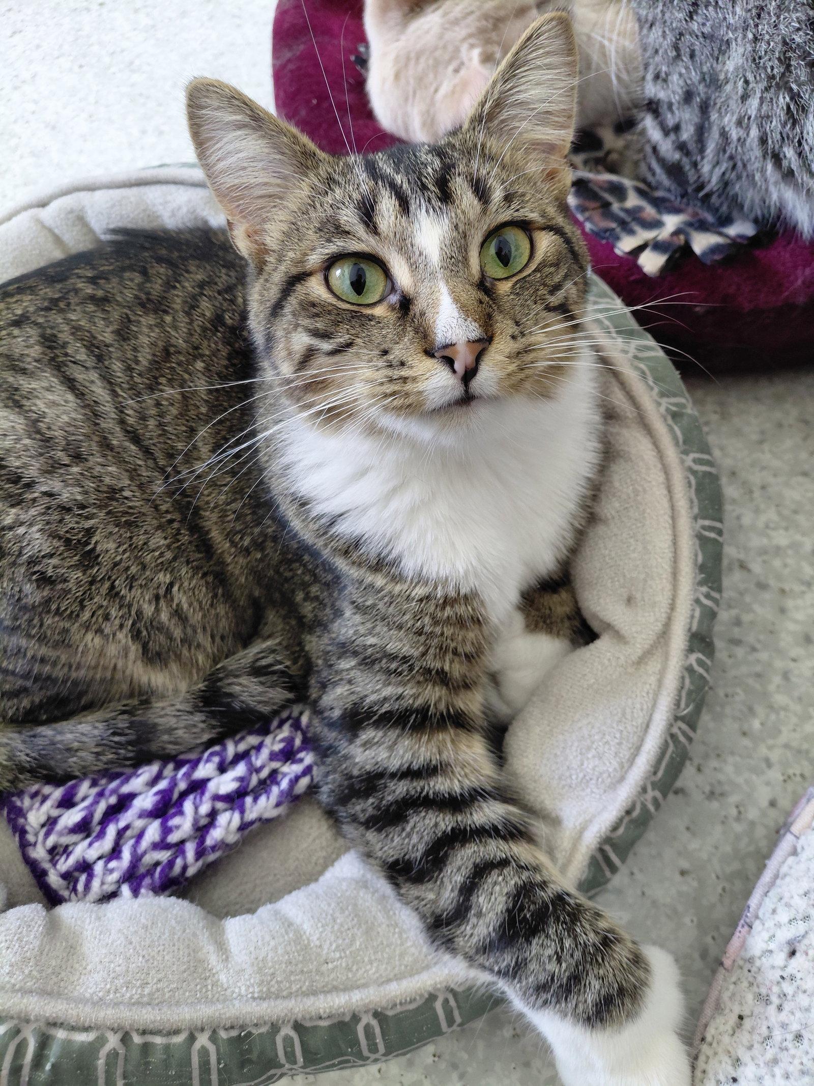 Enlarge Freddy, a Adoptable mixed breed in Montello, WI image 2/3