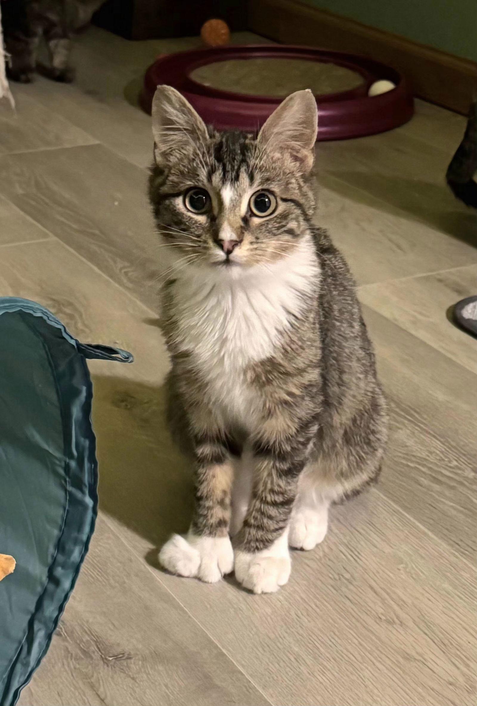 Freddy, Adoptable, Kitten Male Domestic Short Hair & Tabby.