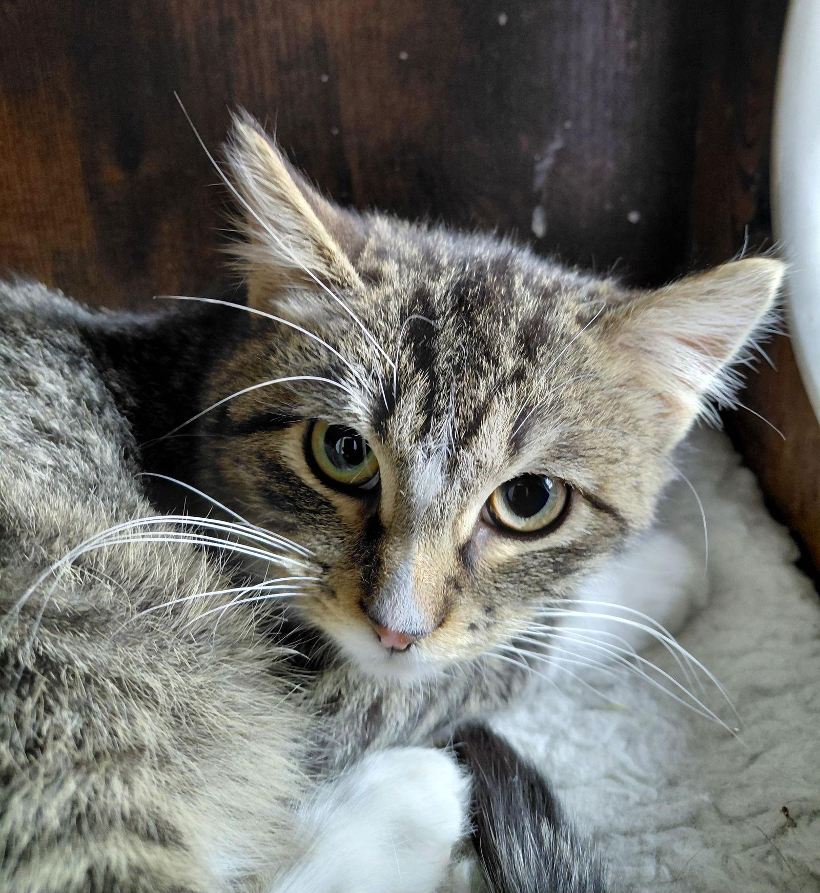 Freddy, Adoptable, Kitten Male Domestic Short Hair & Tabby.