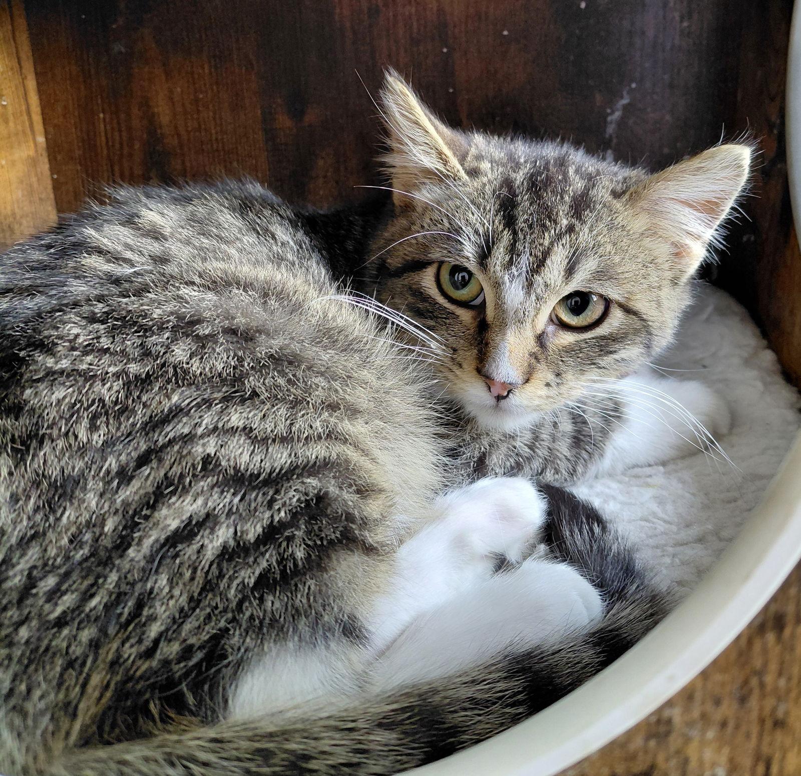 Enlarge Freddy, a Adoptable mixed breed in Montello, WI image 3/3