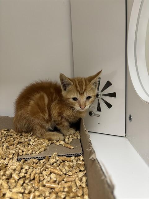 Enlarge GATSBY - IN FOSTER, a Adoptable Domestic Medium Hair in Ontario, CA image 1/1