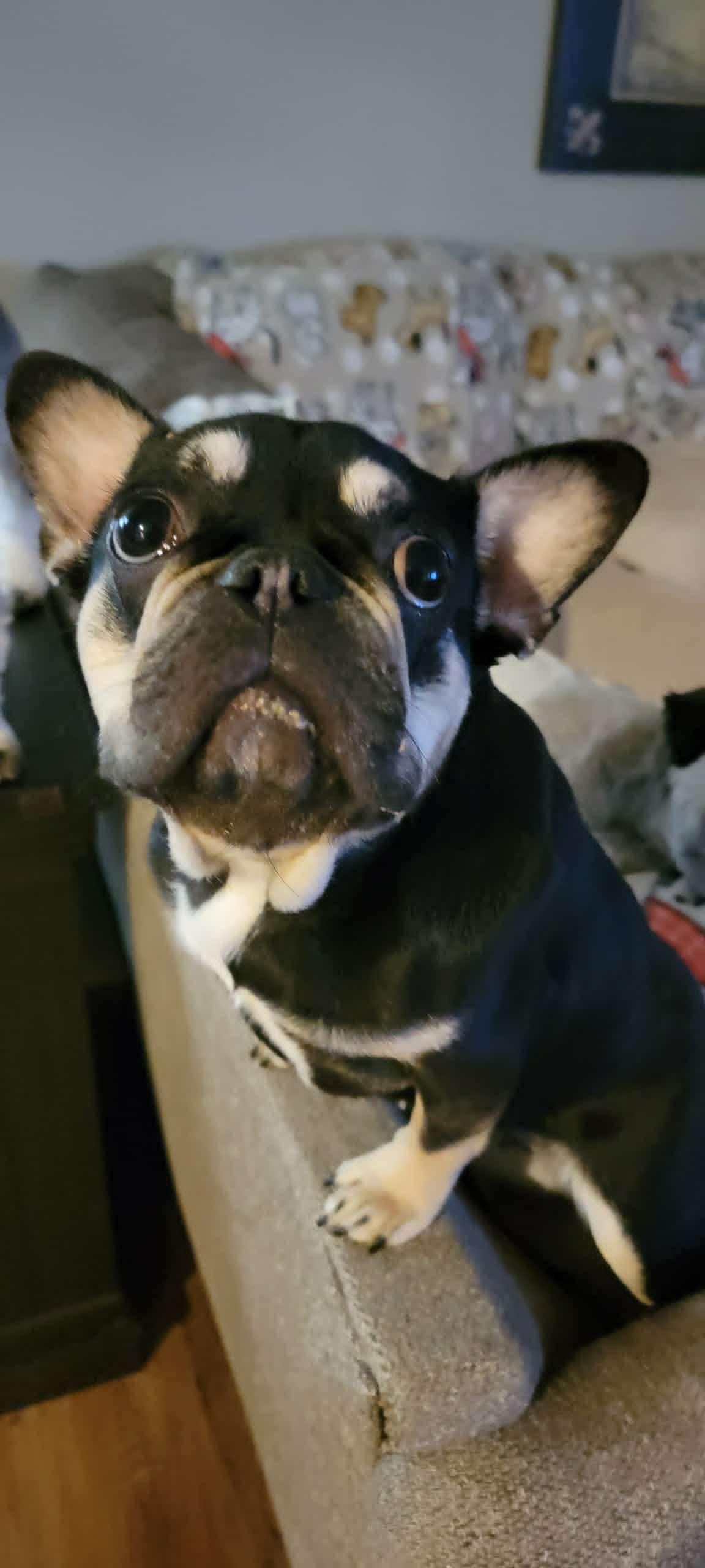 Enlarge Pumpkin, an adopted French Bulldog in Vancouver, WA image 1/2