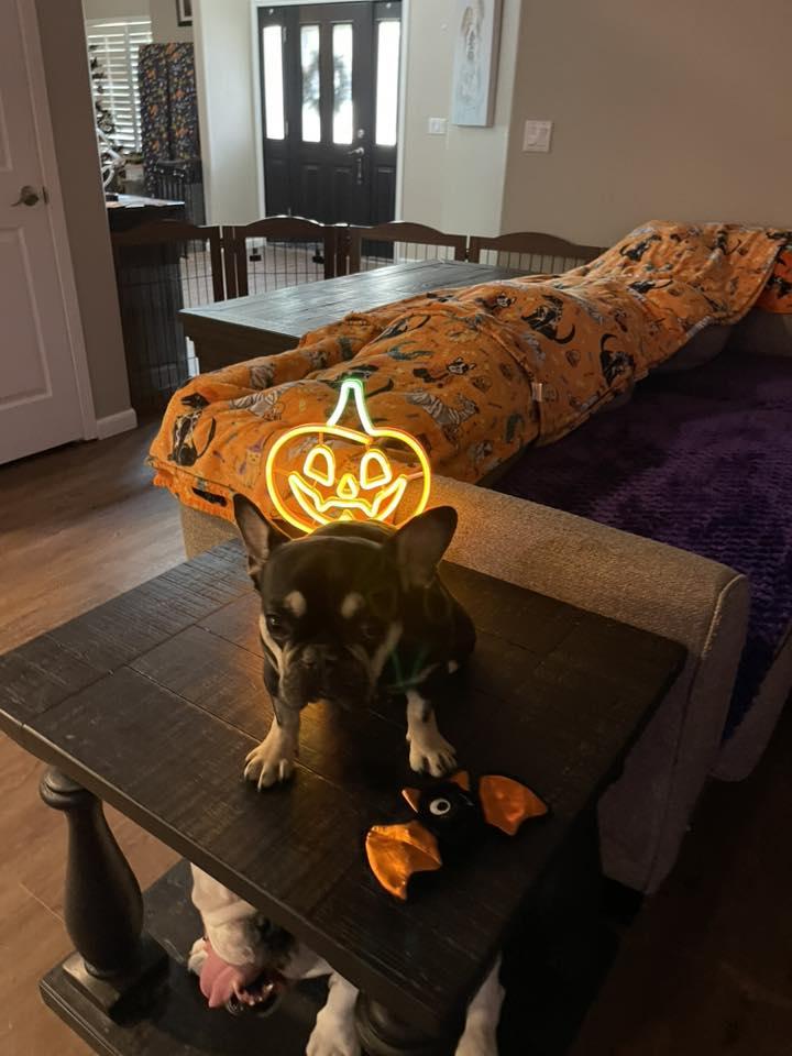 Enlarge Pumpkin, an adopted French Bulldog in Vancouver, WA image 2/2