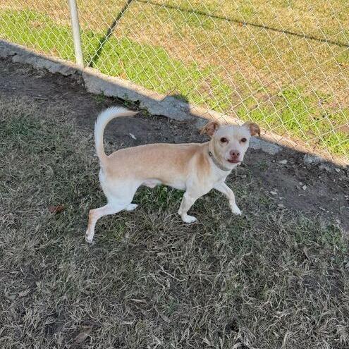 Mike Jones, Adoptable, Adult Male Terrier & Chihuahua.