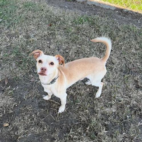 Mike Jones, a Adoptable mixed breed in Carencro, LA image 2/3