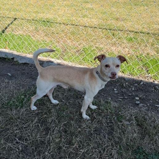 Mike Jones, a Adoptable mixed breed in Carencro, LA image 3/3