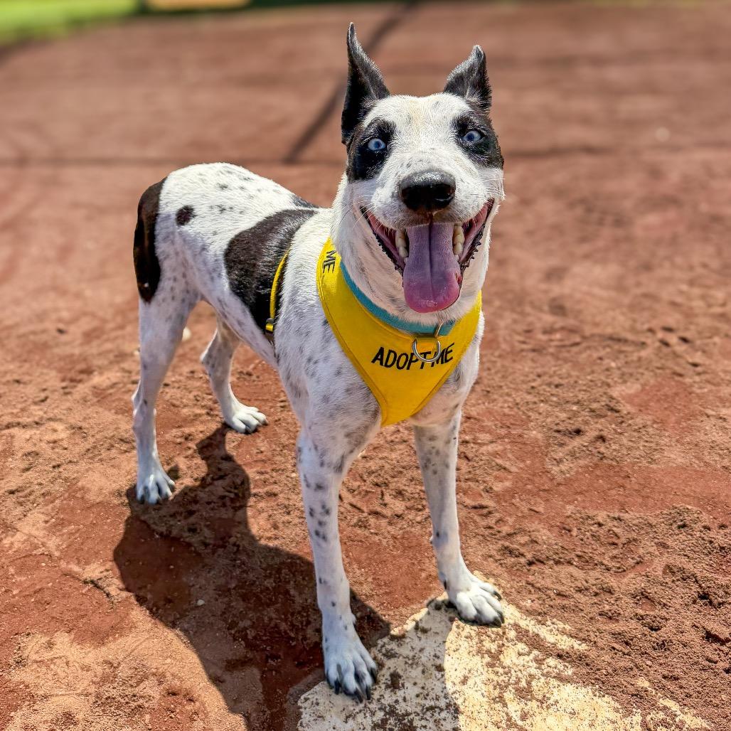 Enlarge Rayo, a Adoptable mixed breed in Keaau, HI image 1/6