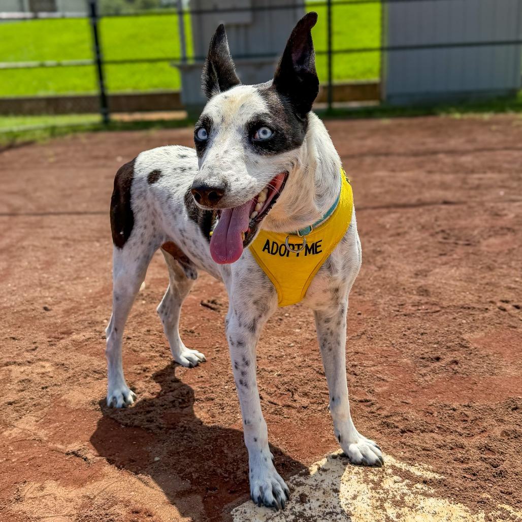 Enlarge Rayo, a Adoptable mixed breed in Keaau, HI image 2/6
