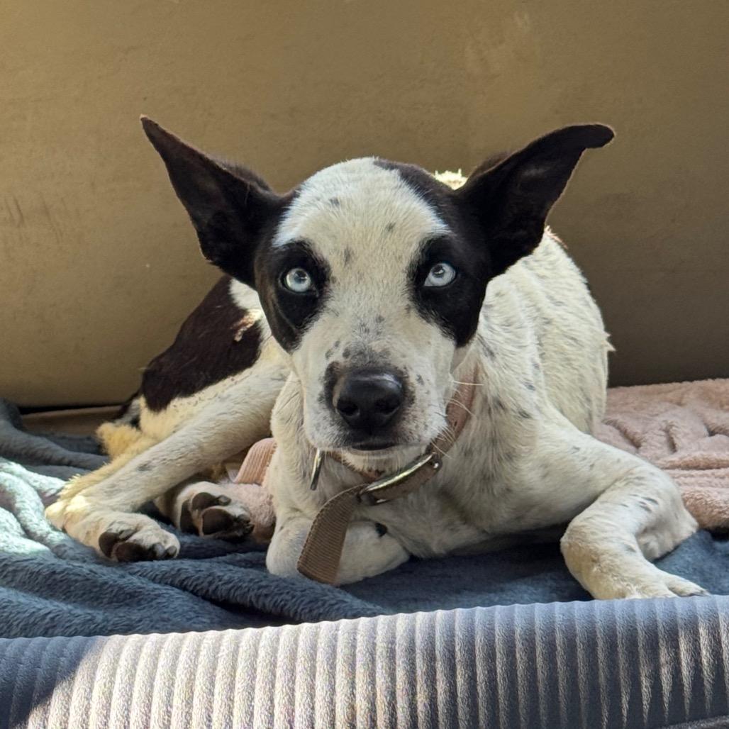 Enlarge Rayo, a Adoptable mixed breed in Keaau, HI image 3/6