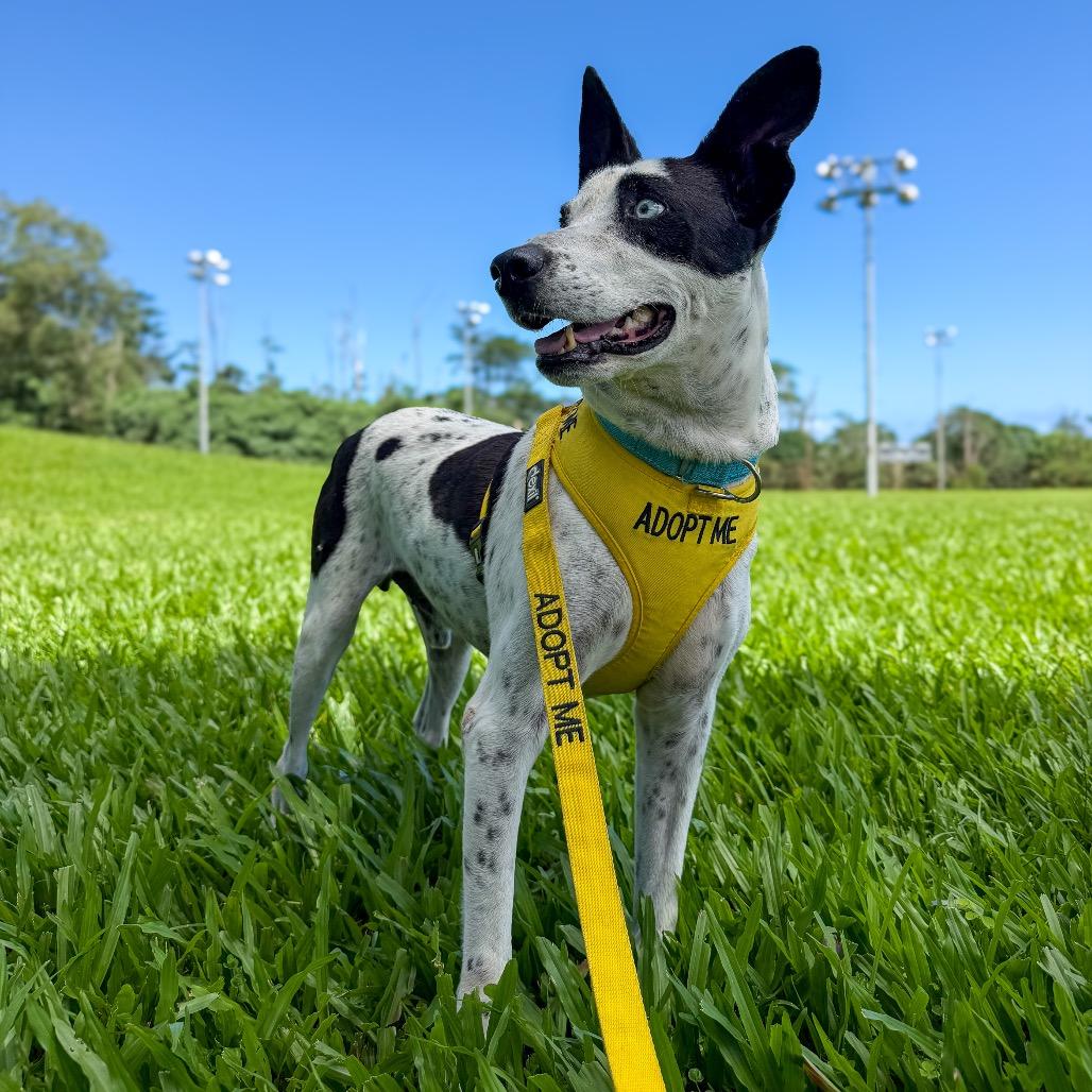 Enlarge Rayo, a Adoptable mixed breed in Keaau, HI image 4/6