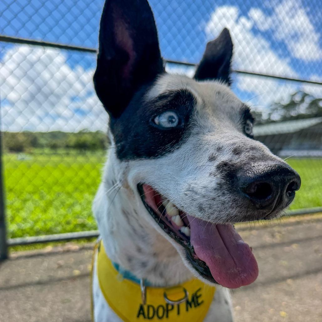Enlarge Rayo, a Adoptable mixed breed in Keaau, HI image 5/6