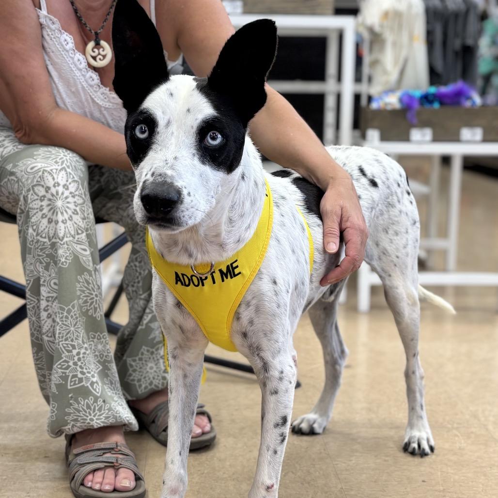 Enlarge Rayo, a Adoptable mixed breed in Keaau, HI image 6/6