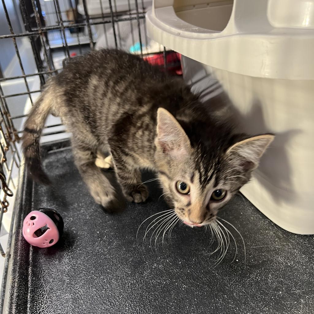 Enlarge Louie, a Adoptable Domestic Short Hair in Carroll, IA image 1/4