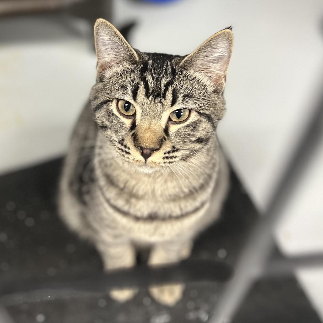 Enlarge Louie, a Adoptable Domestic Short Hair in Carroll, IA image 2/4