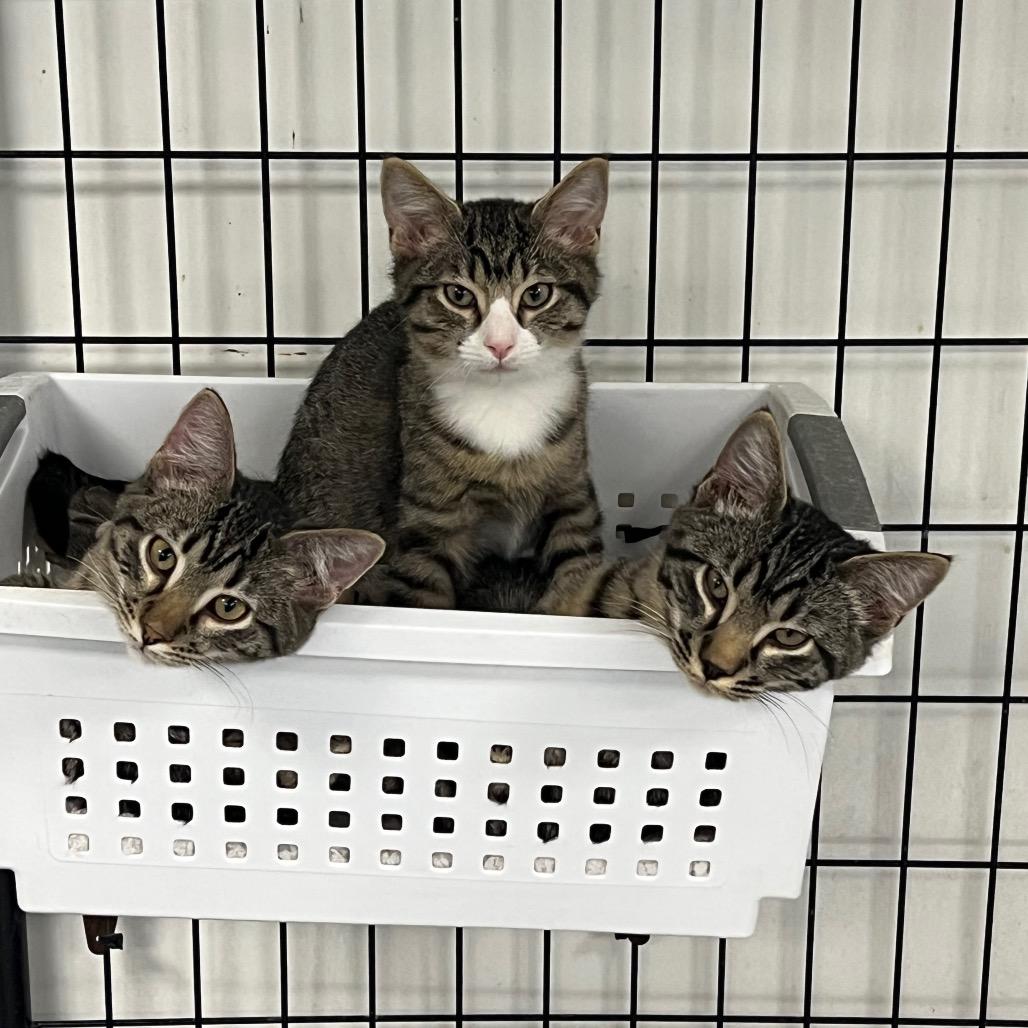 Enlarge Louie, a Adoptable Domestic Short Hair in Carroll, IA image 3/4