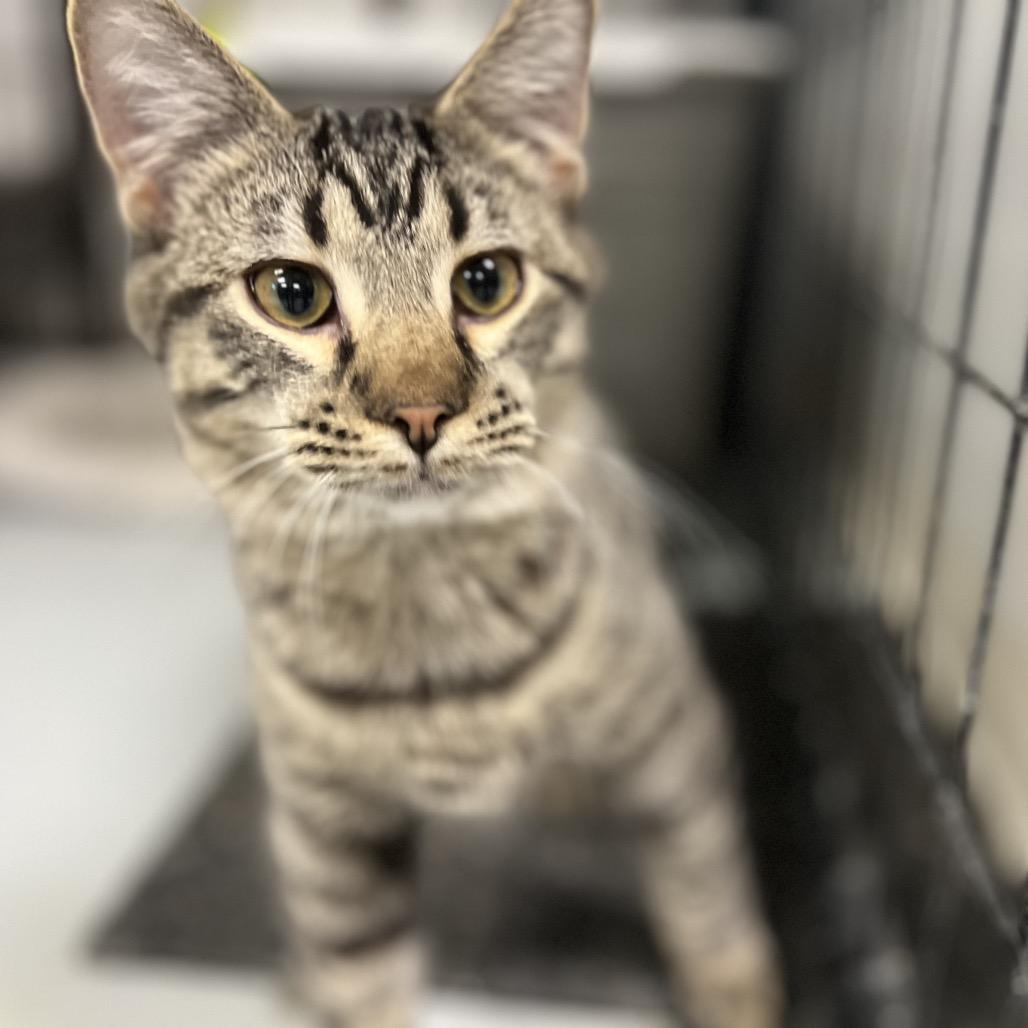 Enlarge Louie, a Adoptable Domestic Short Hair in Carroll, IA image 4/4