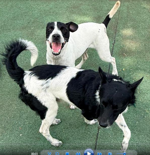 Enlarge Lucia, an adoptable mixed breed in Georgetown, TX image 3/5