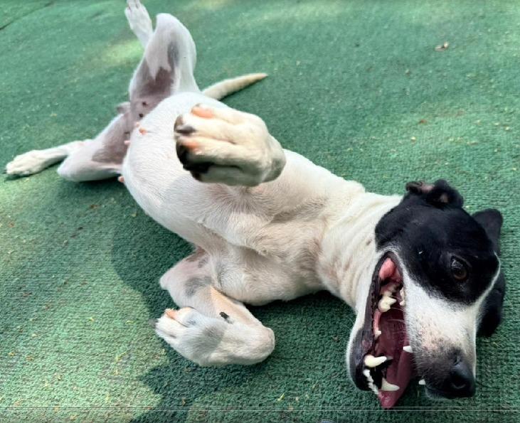Enlarge Lucia, an adoptable mixed breed in Georgetown, TX image 2/5