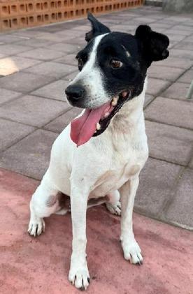 Enlarge Lucia, an adoptable mixed breed in Georgetown, TX image 4/5