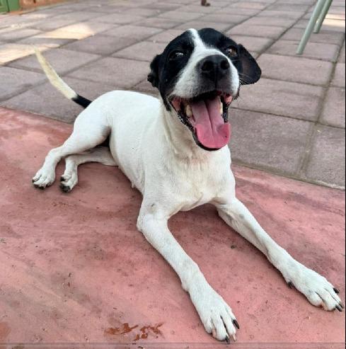 Lucia, adoptable, Young Female Sheep Dog.