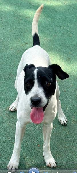 Enlarge Lucia, an adoptable mixed breed in Georgetown, TX image 5/5