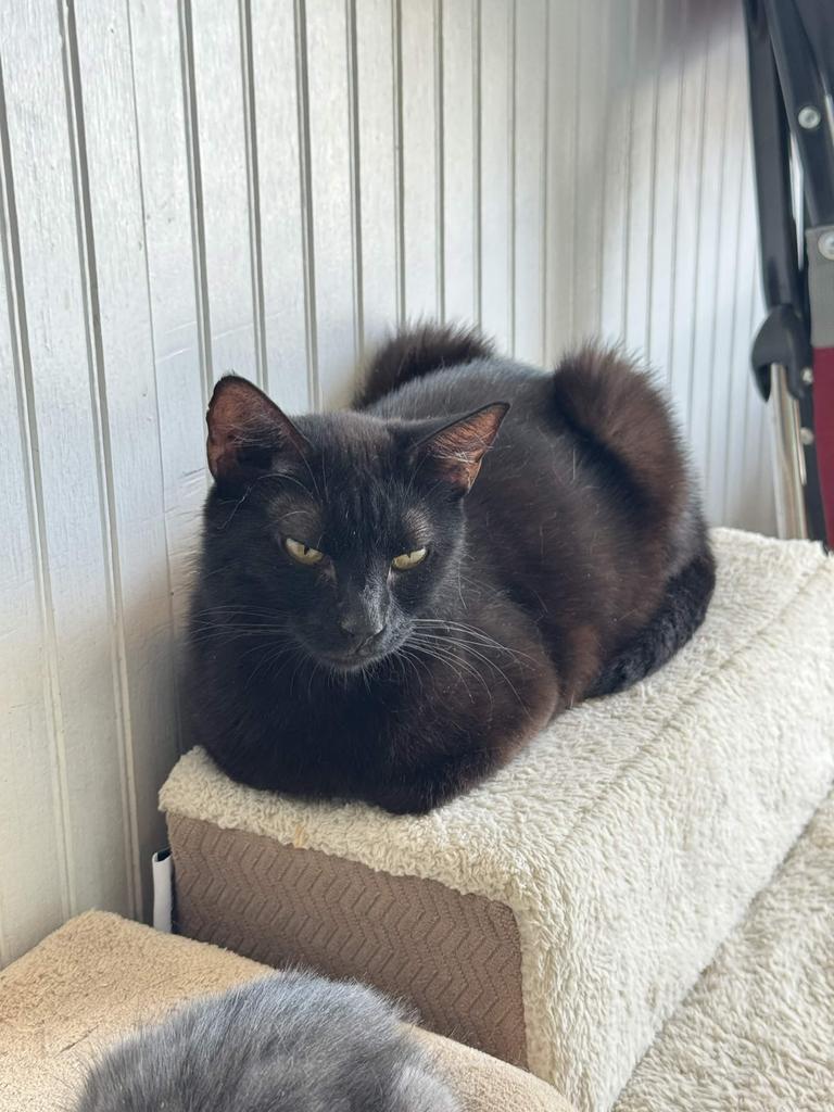 Harriet (Little Black Cat), Adoptable, Young Female Domestic Short Hair.