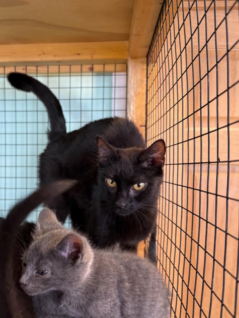 Harriet (Little Black Cat), a Adoptable mixed breed in Athens, OH image 2/2