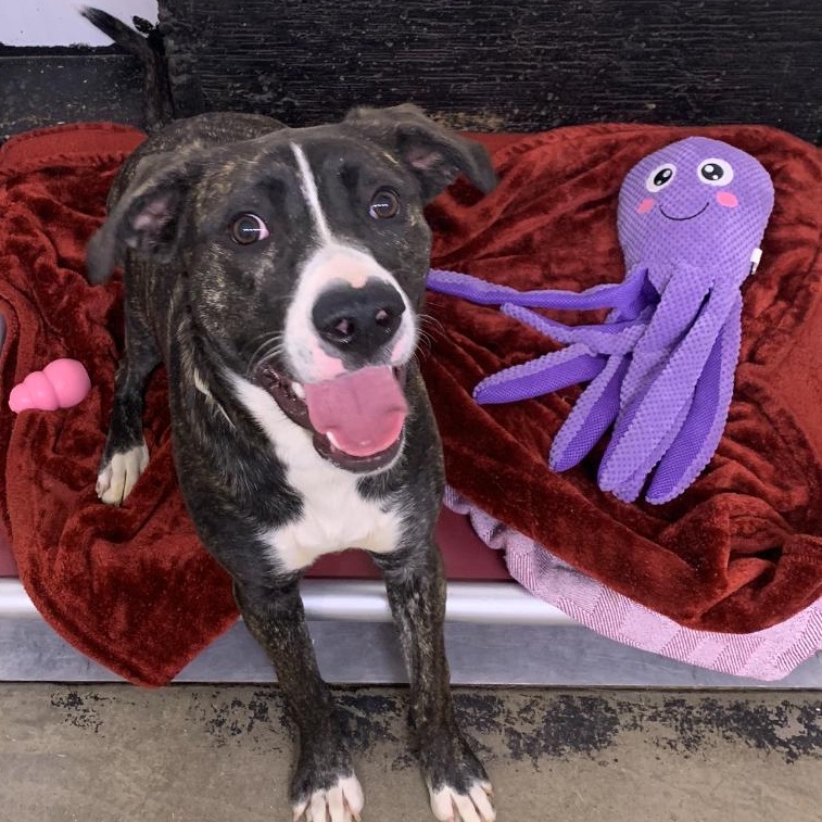 Katie, an adoptable Pit Bull Terrier in Brooks, AB, T1R 1B2 | Photo Image 2