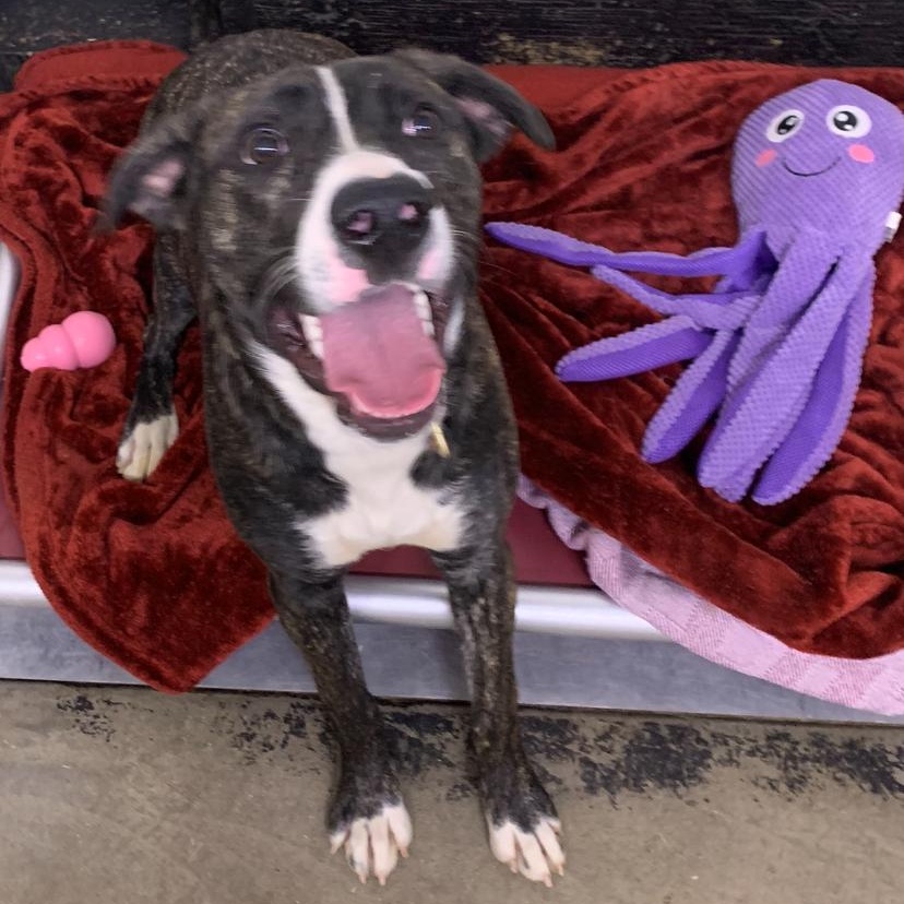 Katie, an adoptable Pit Bull Terrier in Brooks, AB, T1R 1B2 | Photo Image 3