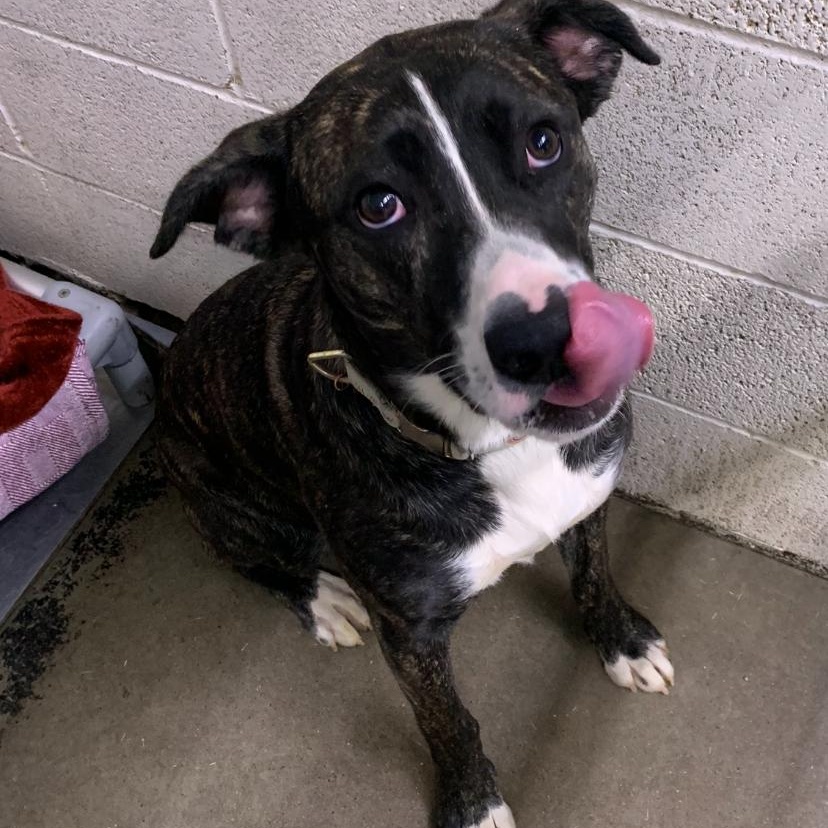 Katie, an adoptable Pit Bull Terrier in Brooks, AB, T1R 1B2 | Photo Image 1