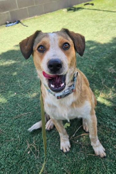 Blondie, Adoptable, Young Female Australian Cattle Dog / Blue Heeler.