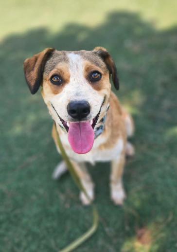 Blondie, a Adoptable mixed breed in Cortez, CO image 2/4
