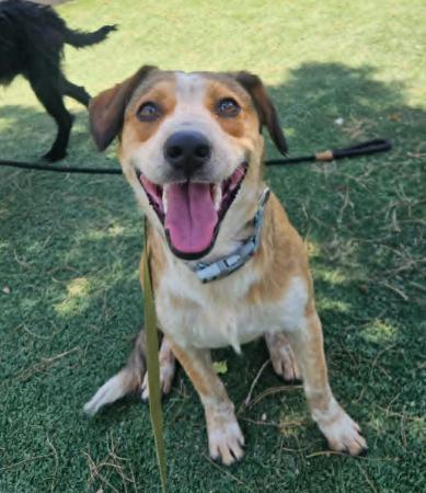 Blondie, a Adoptable mixed breed in Cortez, CO image 3/4