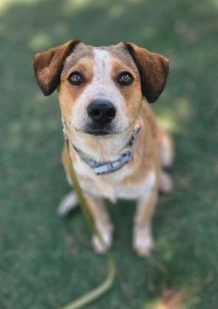 Blondie, a Adoptable mixed breed in Cortez, CO image 4/4