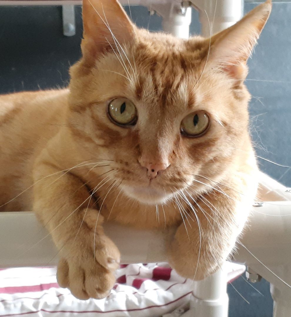 Enlarge Oliver, a Adoptable mixed breed in Shell Lake, WI image 1/6